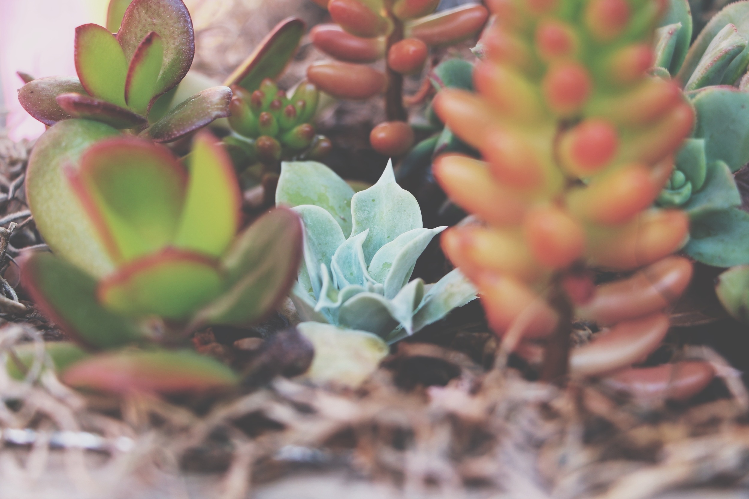 succulent arrangement via needles + leaves